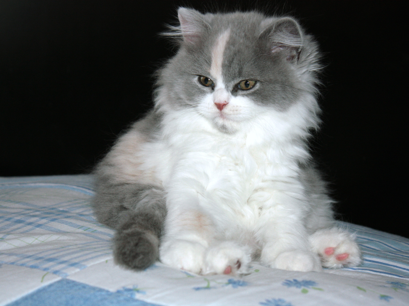 Пушистый котенок британской длинношерстной кошки