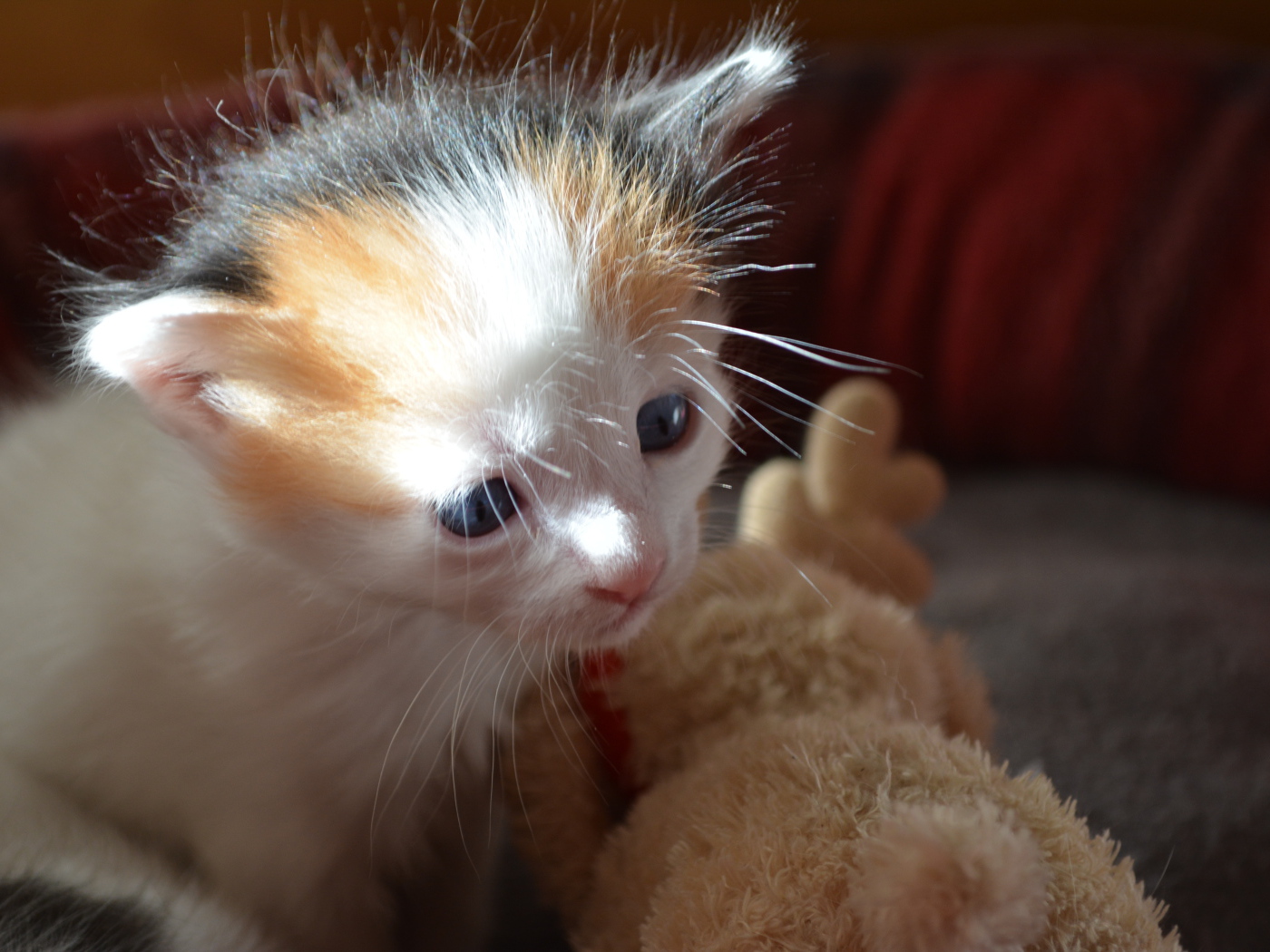 Пушистый котенок японского бобтейла