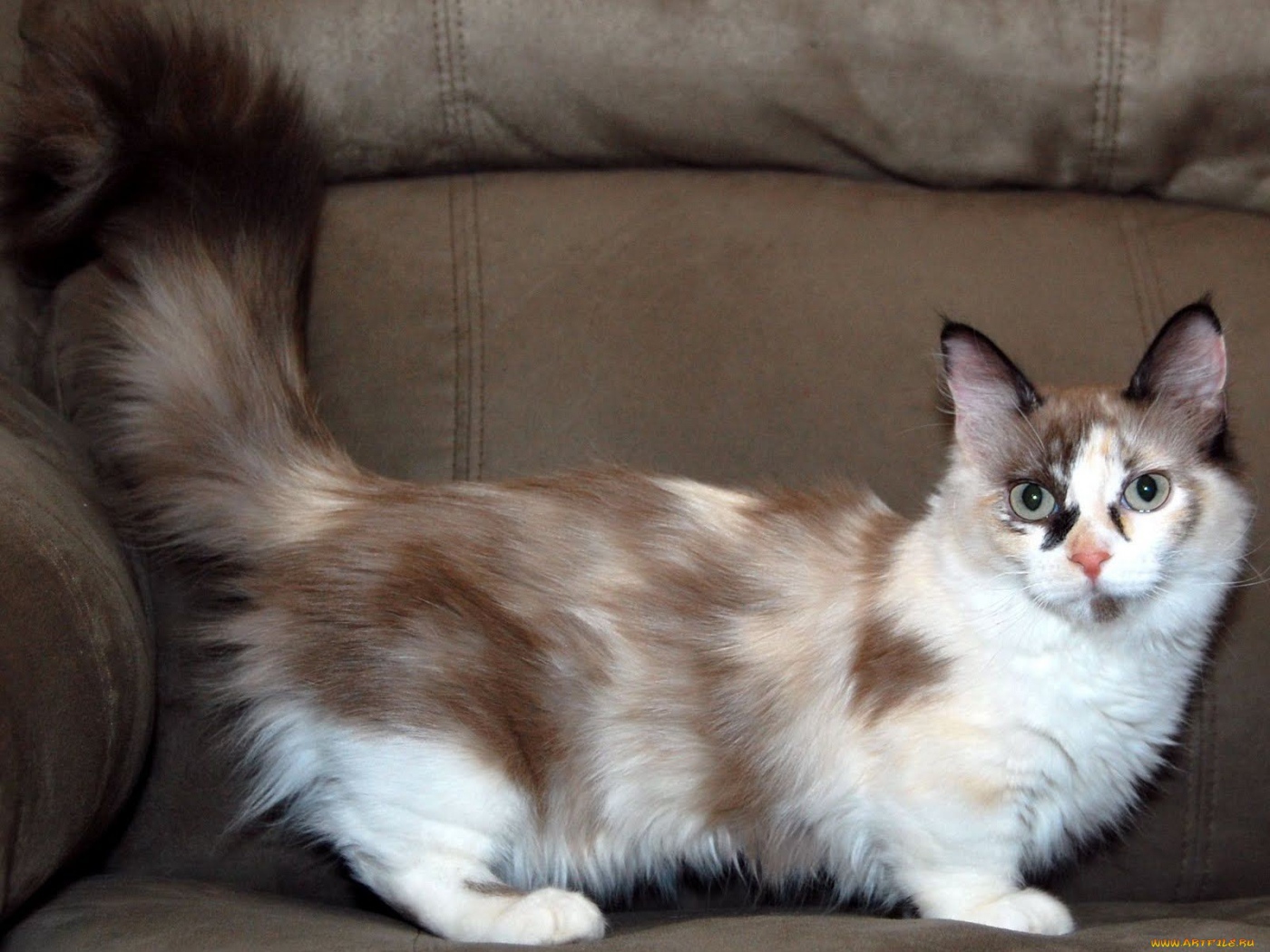 Пушистый хвост кошки манчкин