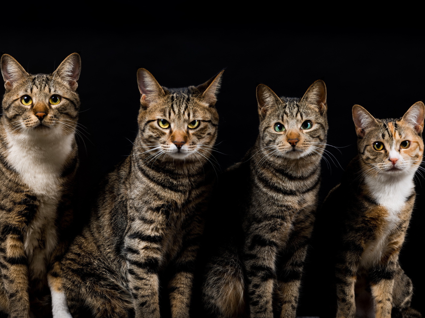 Четыре красивых кота