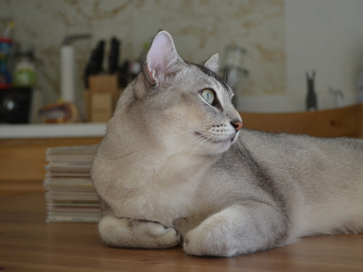 Забавная кошка бурмилла