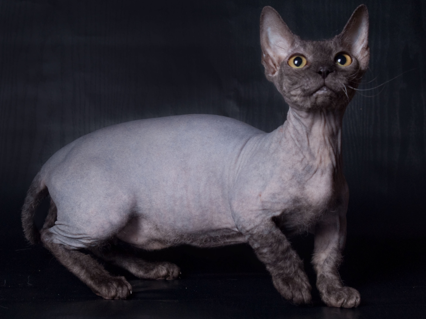 Забавный кот минскин