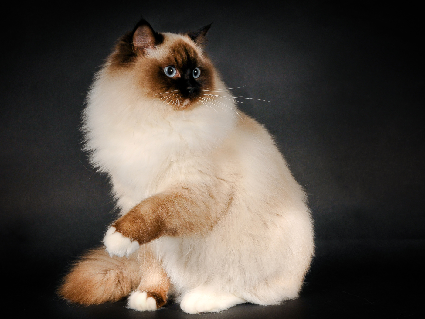 Забавная кошка рэгдолл