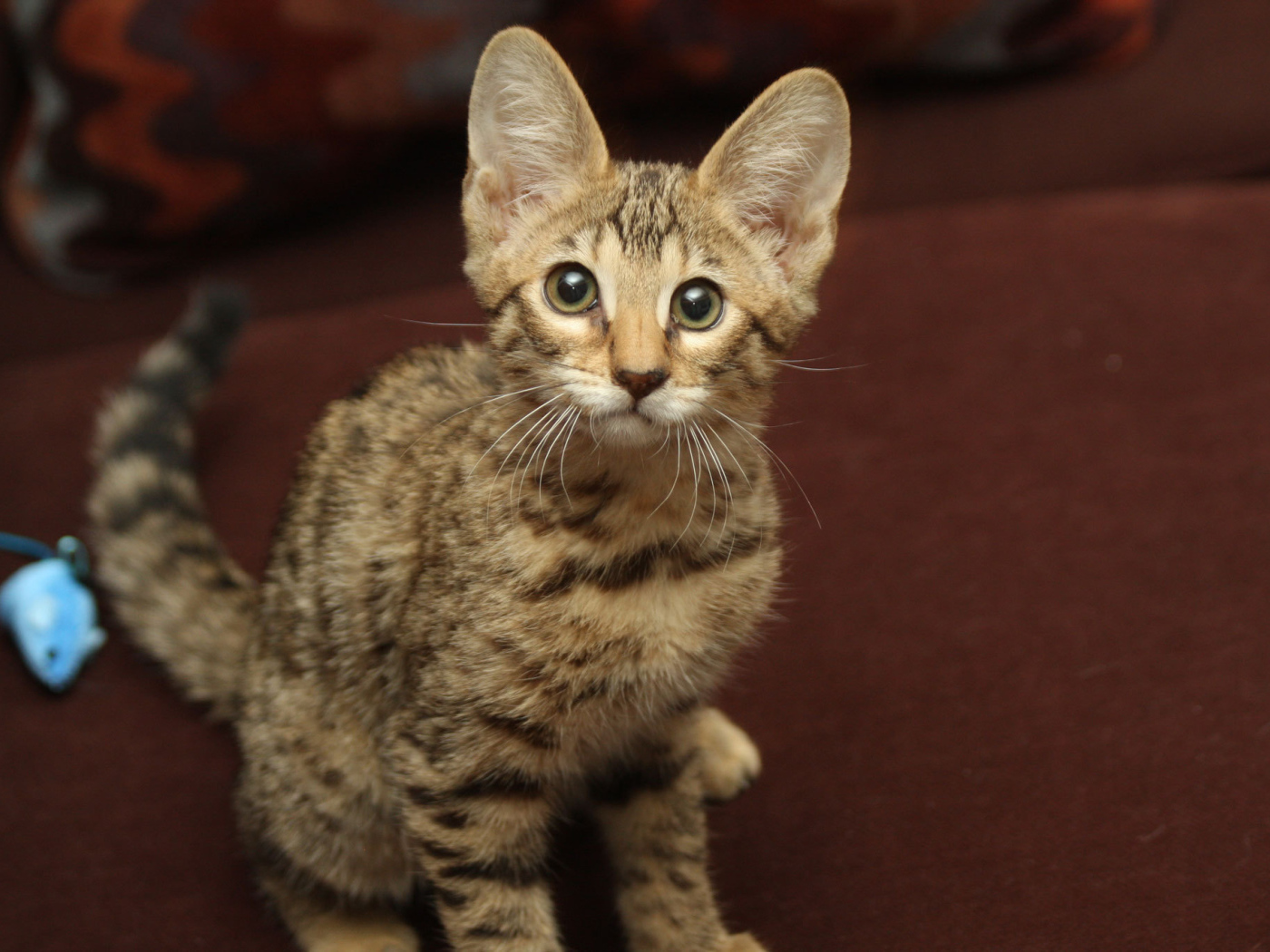 Забавный котенок саванна