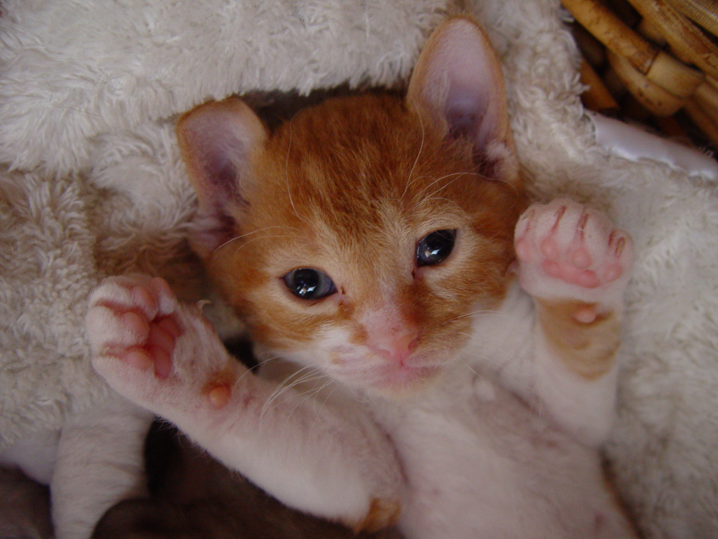 Котенок немецкий рекс