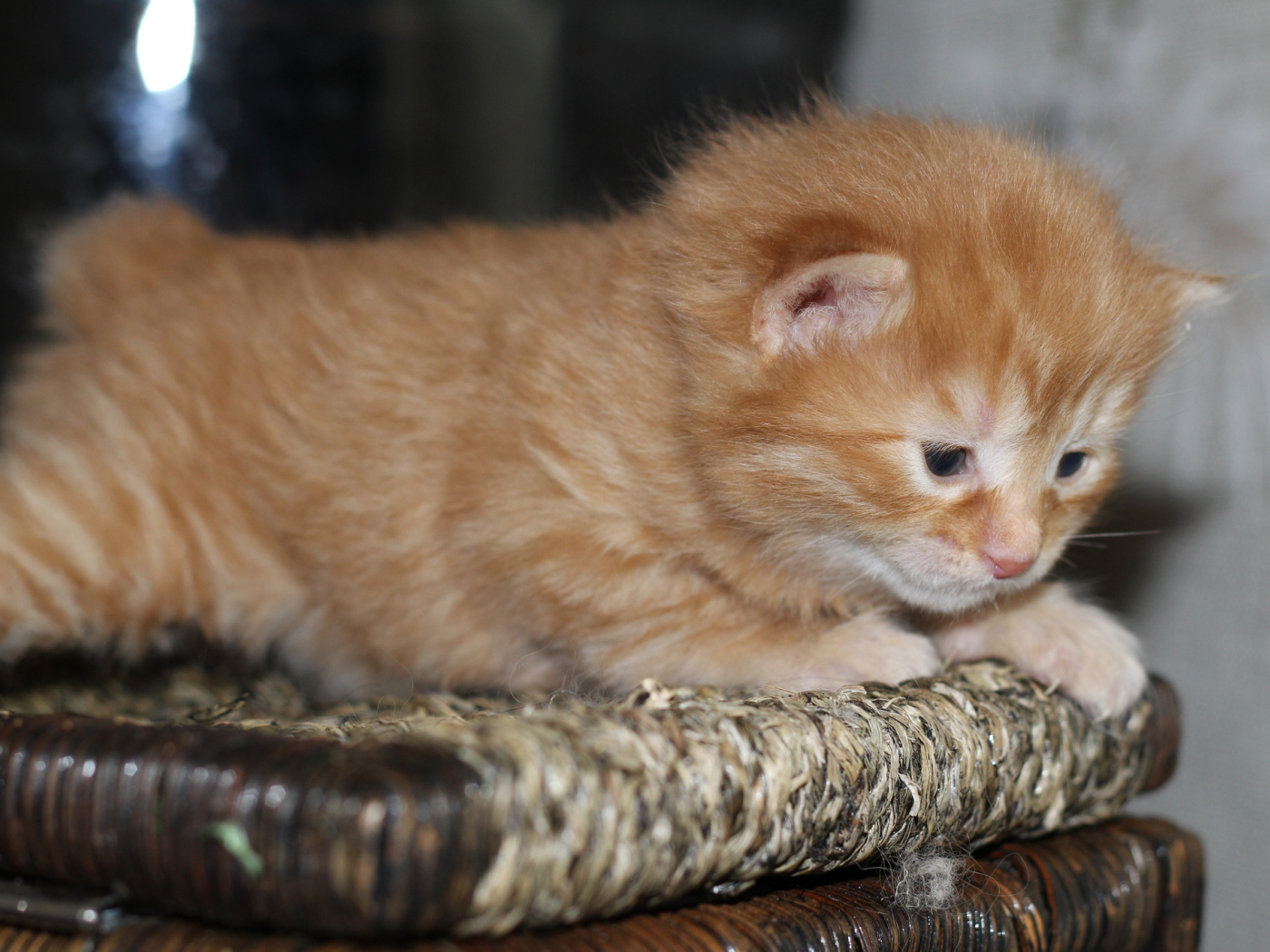 Рыжий котенок американский бобтейл