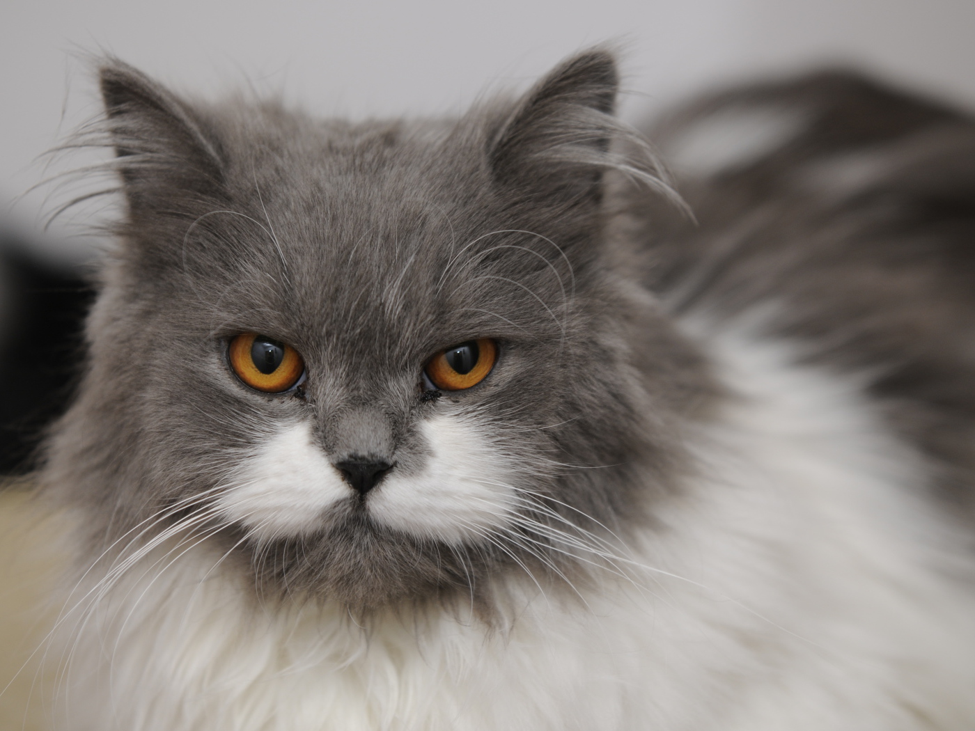 Хмурая британская длинношерстная кошка