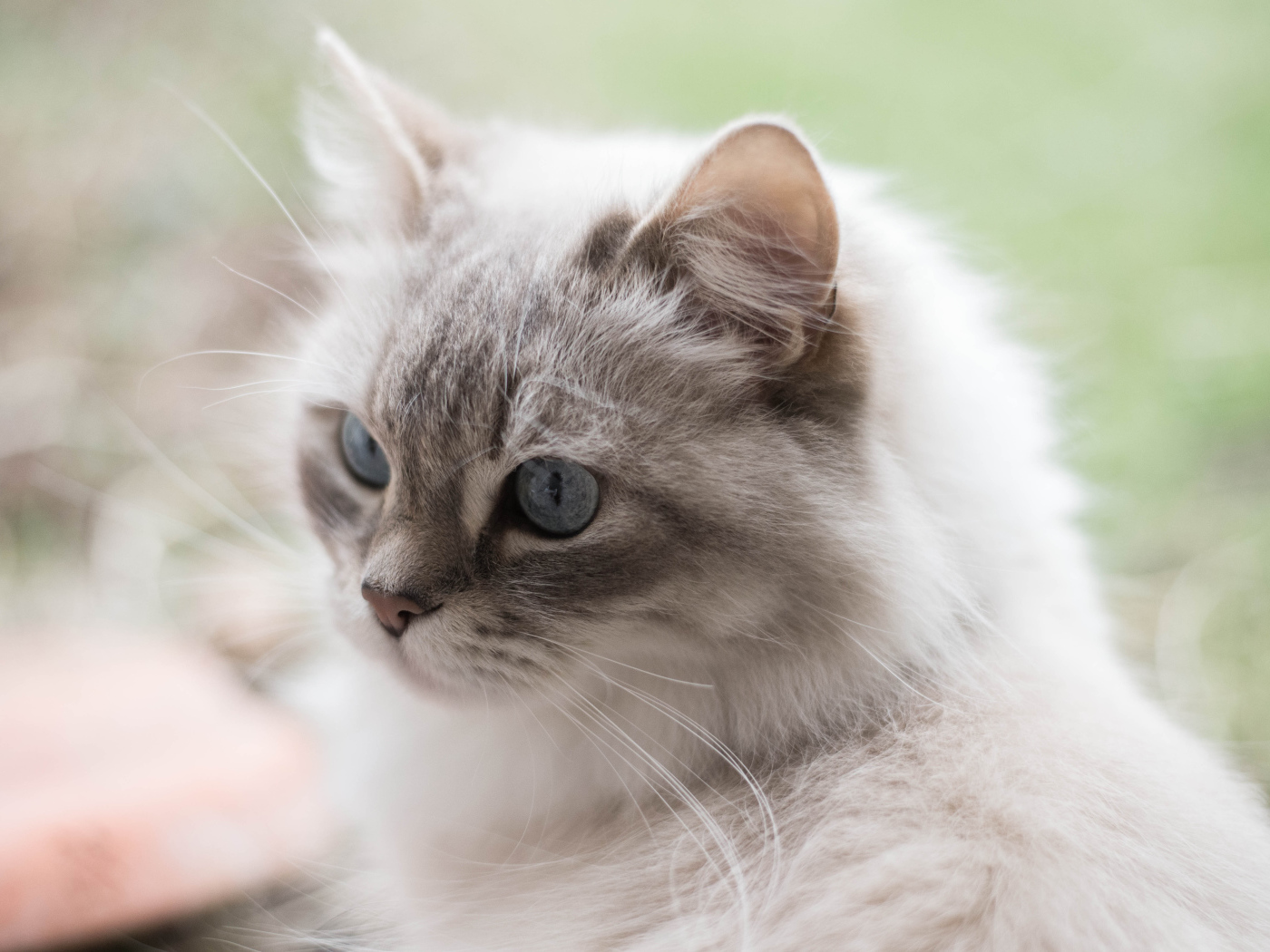 Серый кот рэгдолл