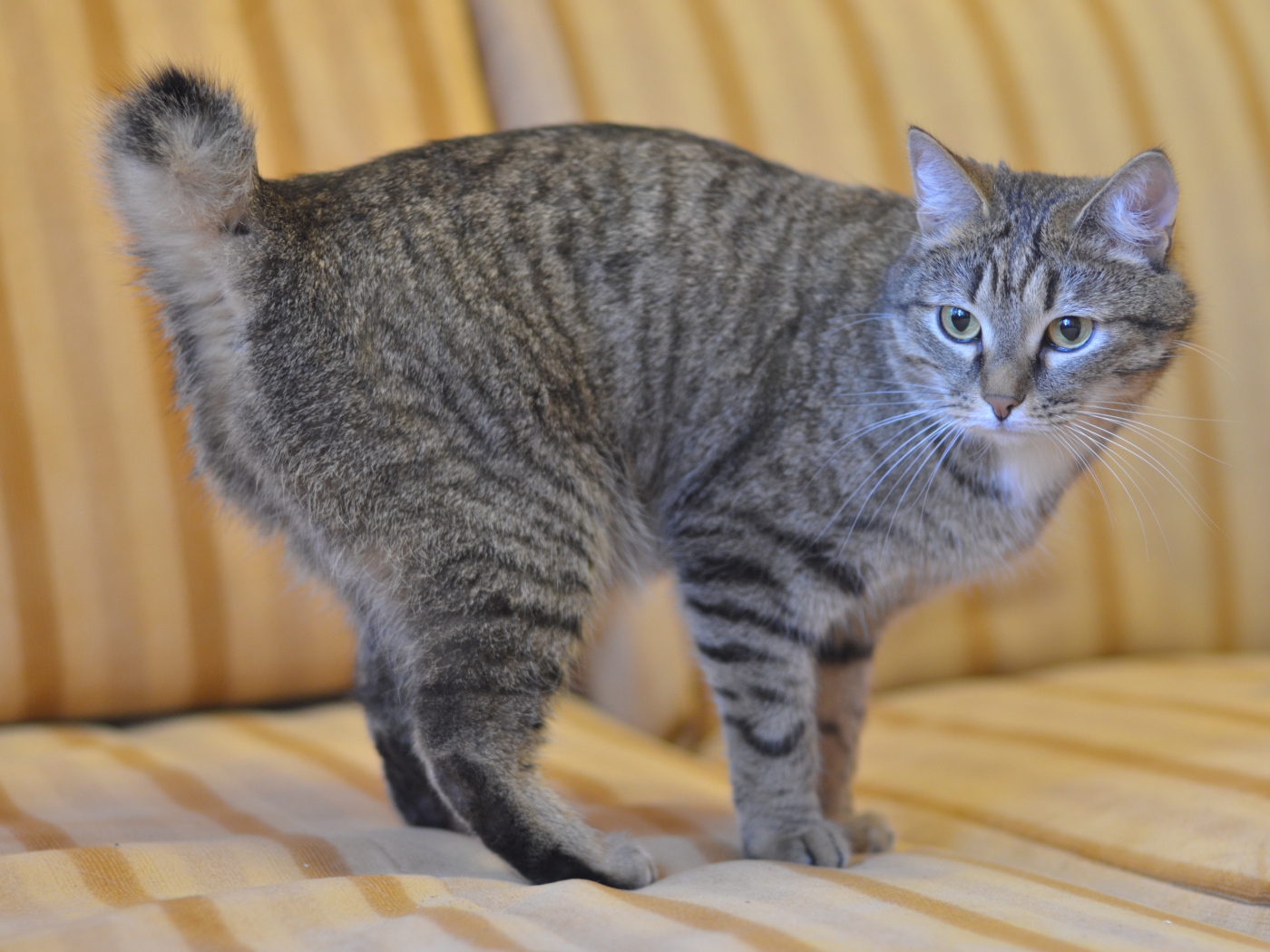 Серый курильский бобтейл на диване