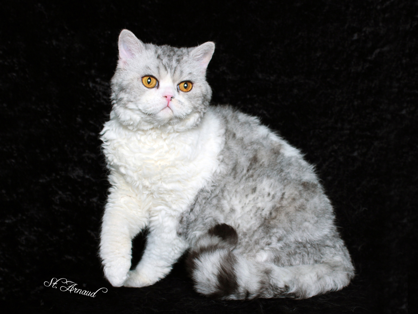 Серый селкирк рекс