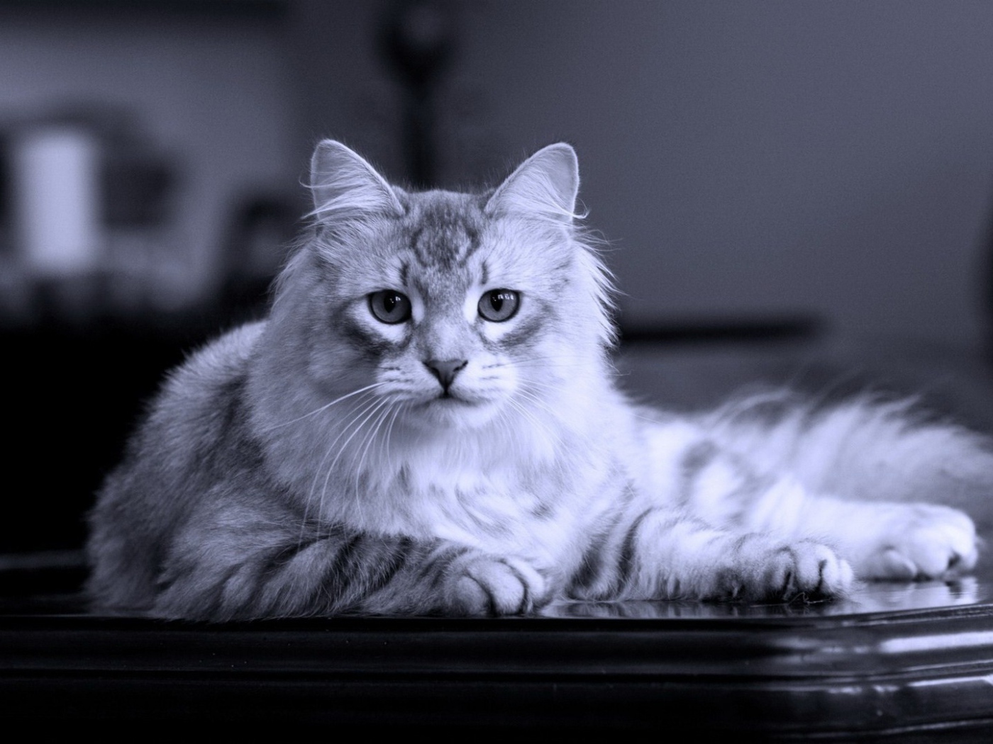 Серый кот на черном столе