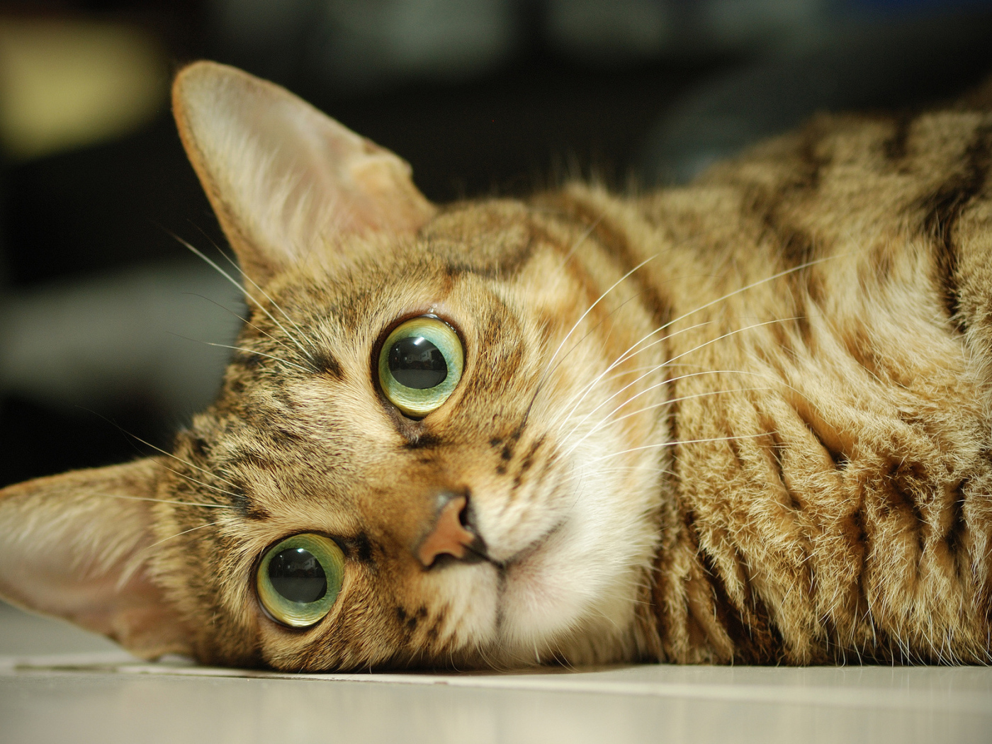 Серый кот с большими глазами