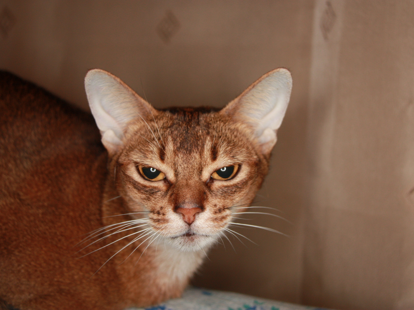 Домашняя абиссинская кошка