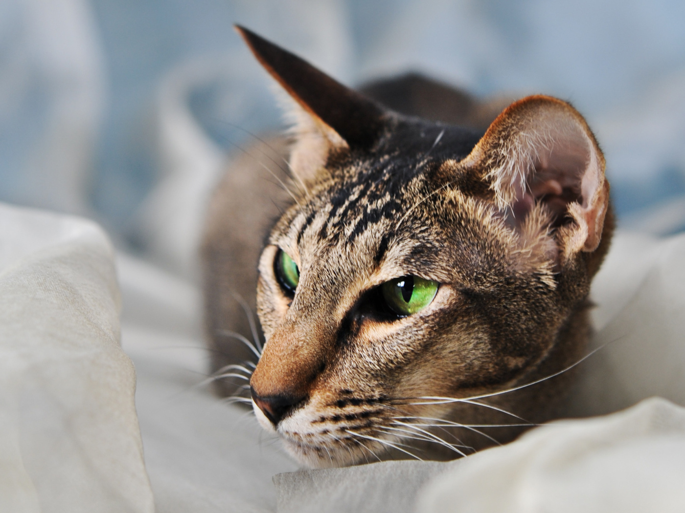 Домашняя ориентальная короткошерстная кошка