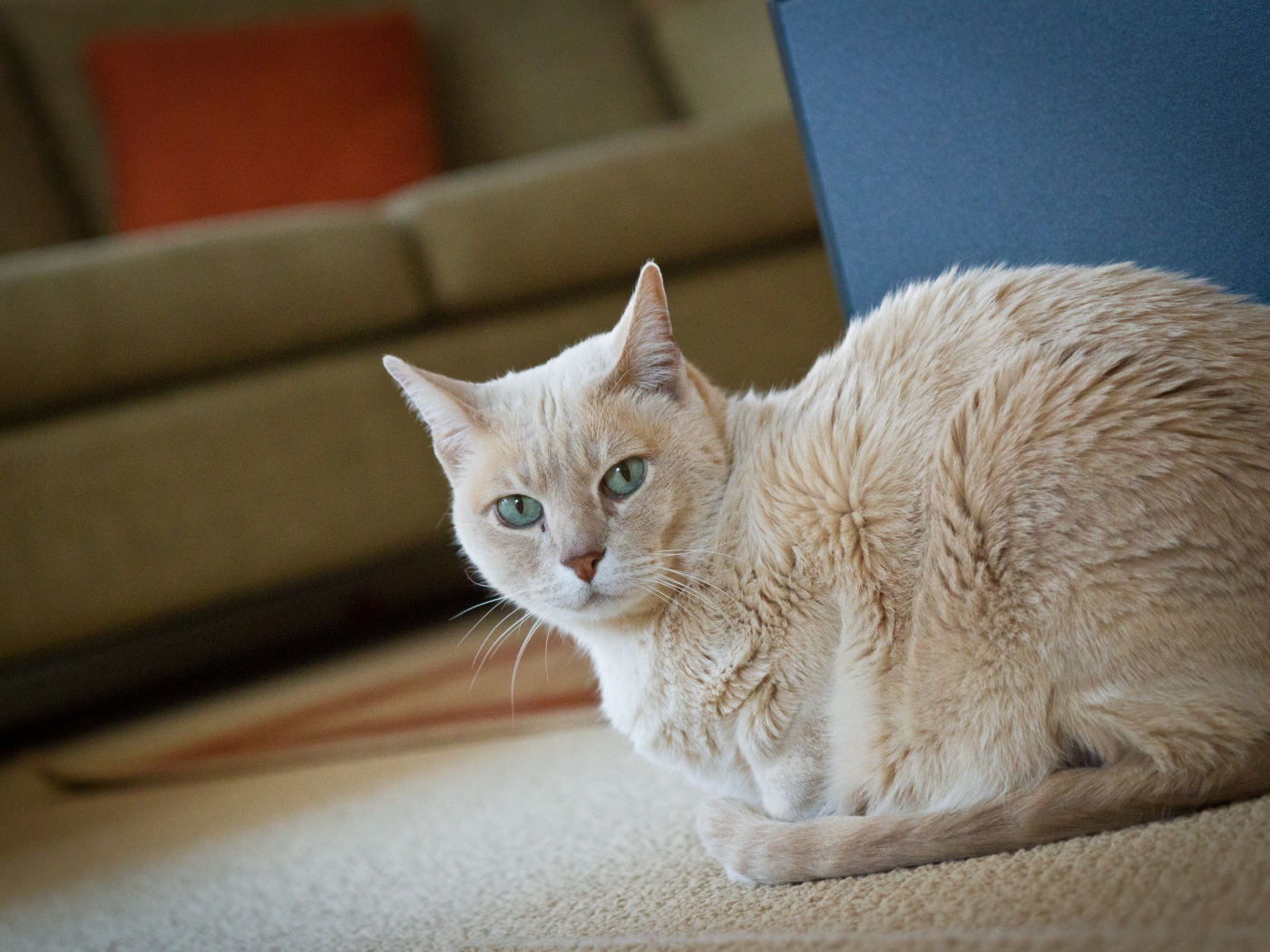 Домашний кот австралийский мист