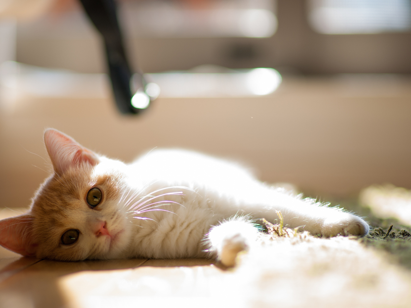 Котенок лежит на боку