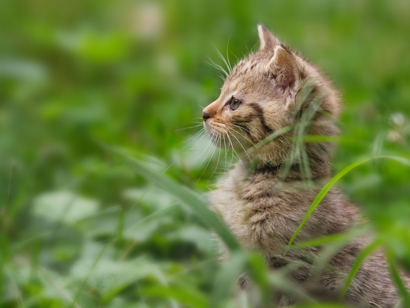 Котенок гуляет в траве