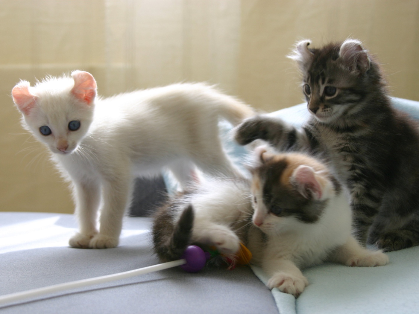 Котята породы американский керл