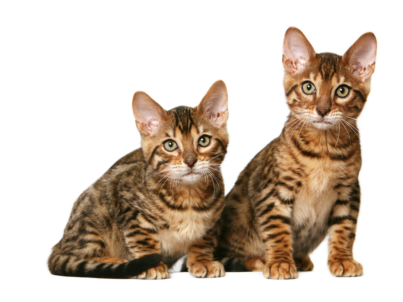 Котята калифорнийской сияющей кошки