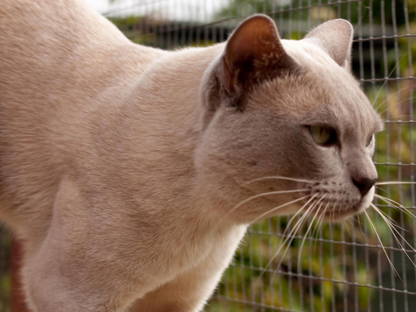 Светлая бурманская кошка