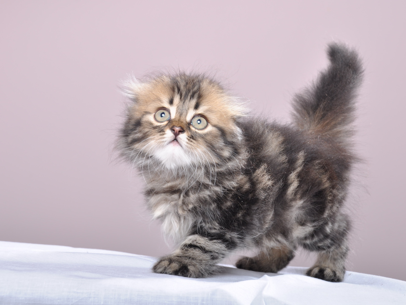 Маленький котенок британской длинношерстной кошки