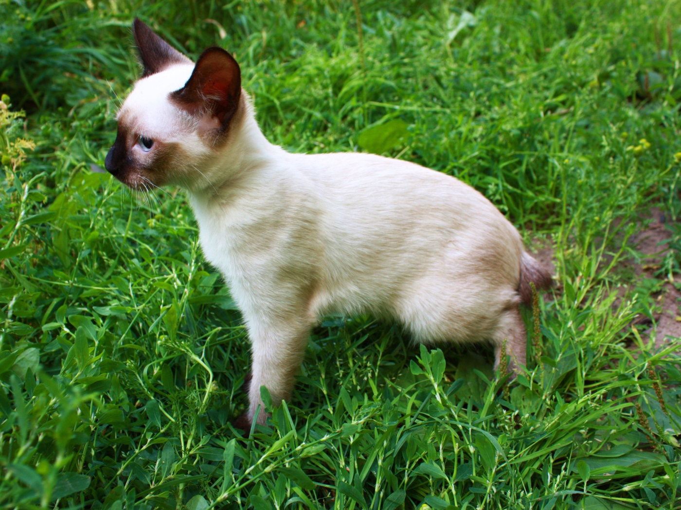 Маленький меконгский бобтейл на траве