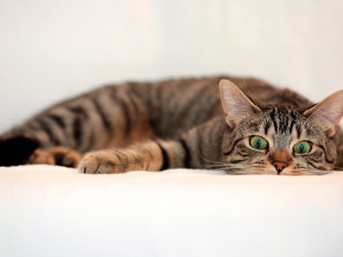 Oбезумевший кот