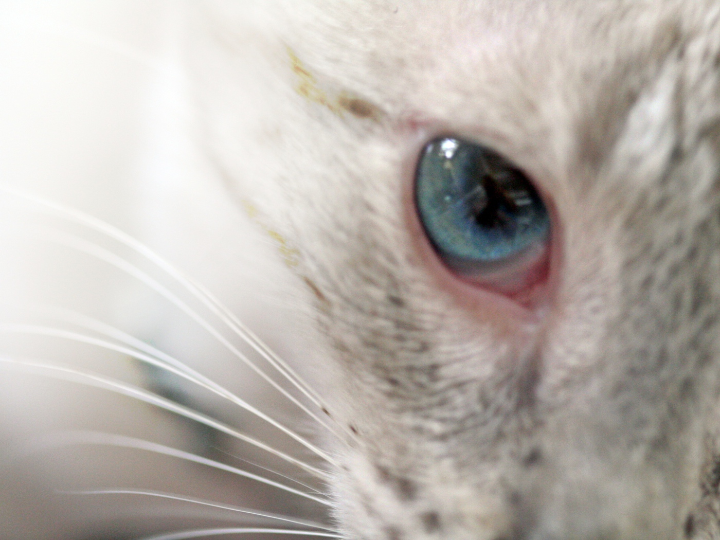 Глаз кошки меконгский бобтейл