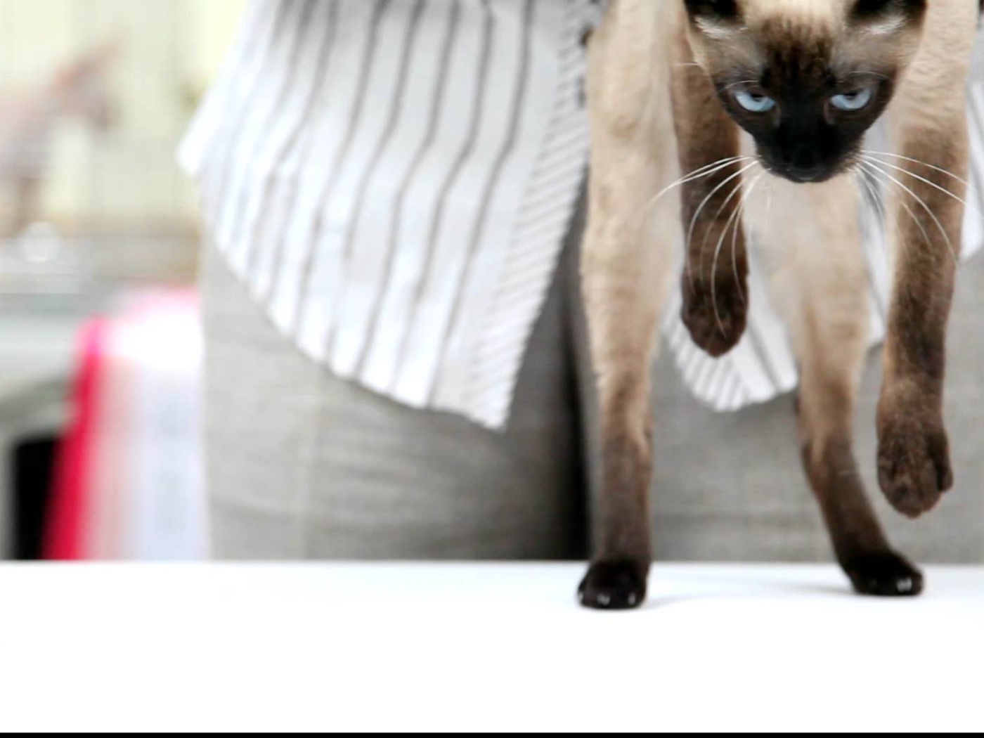 Меконгский бобтейл стоит на задних лапах