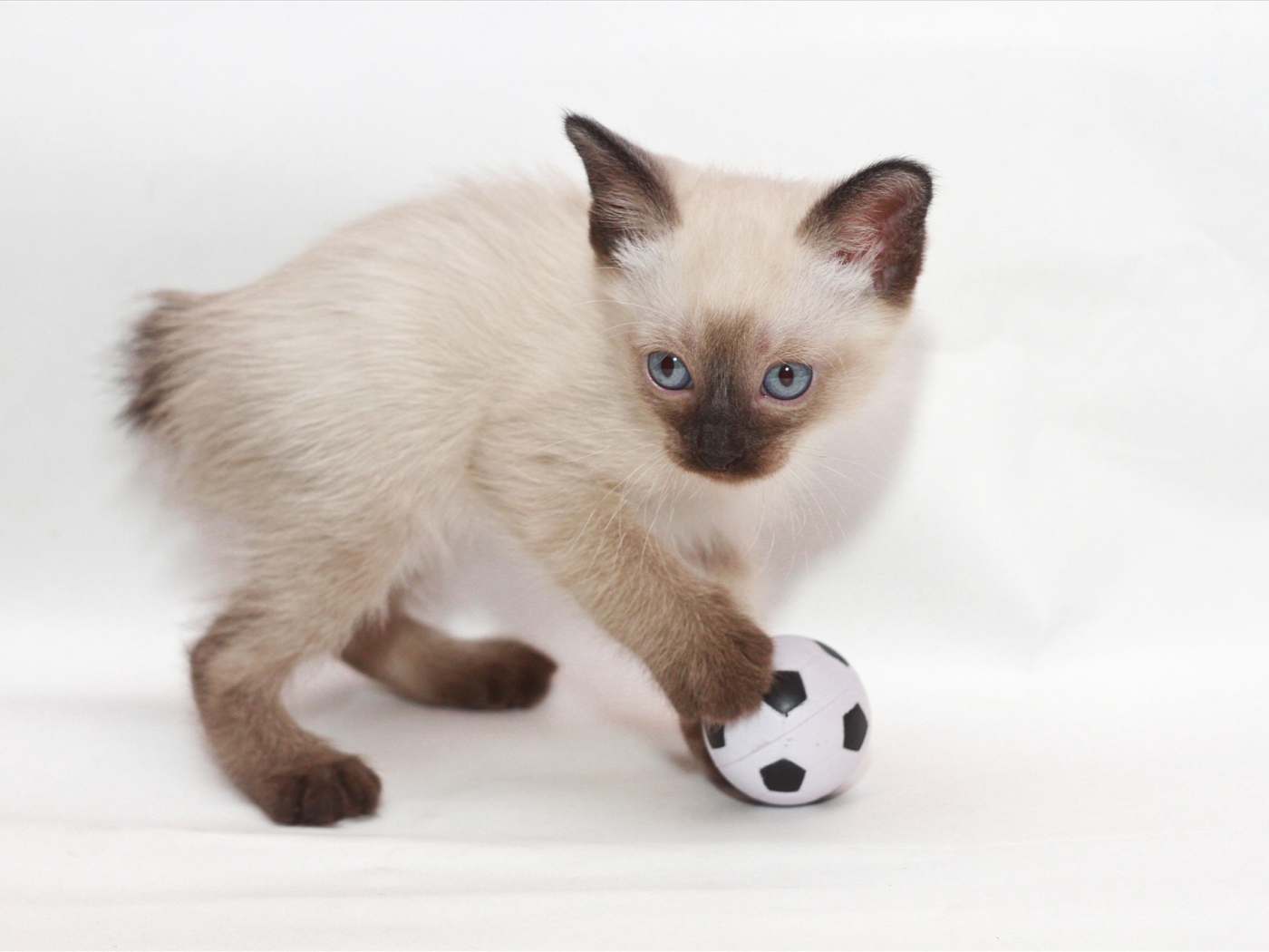 Котенок меконгский бобтейл с мячом