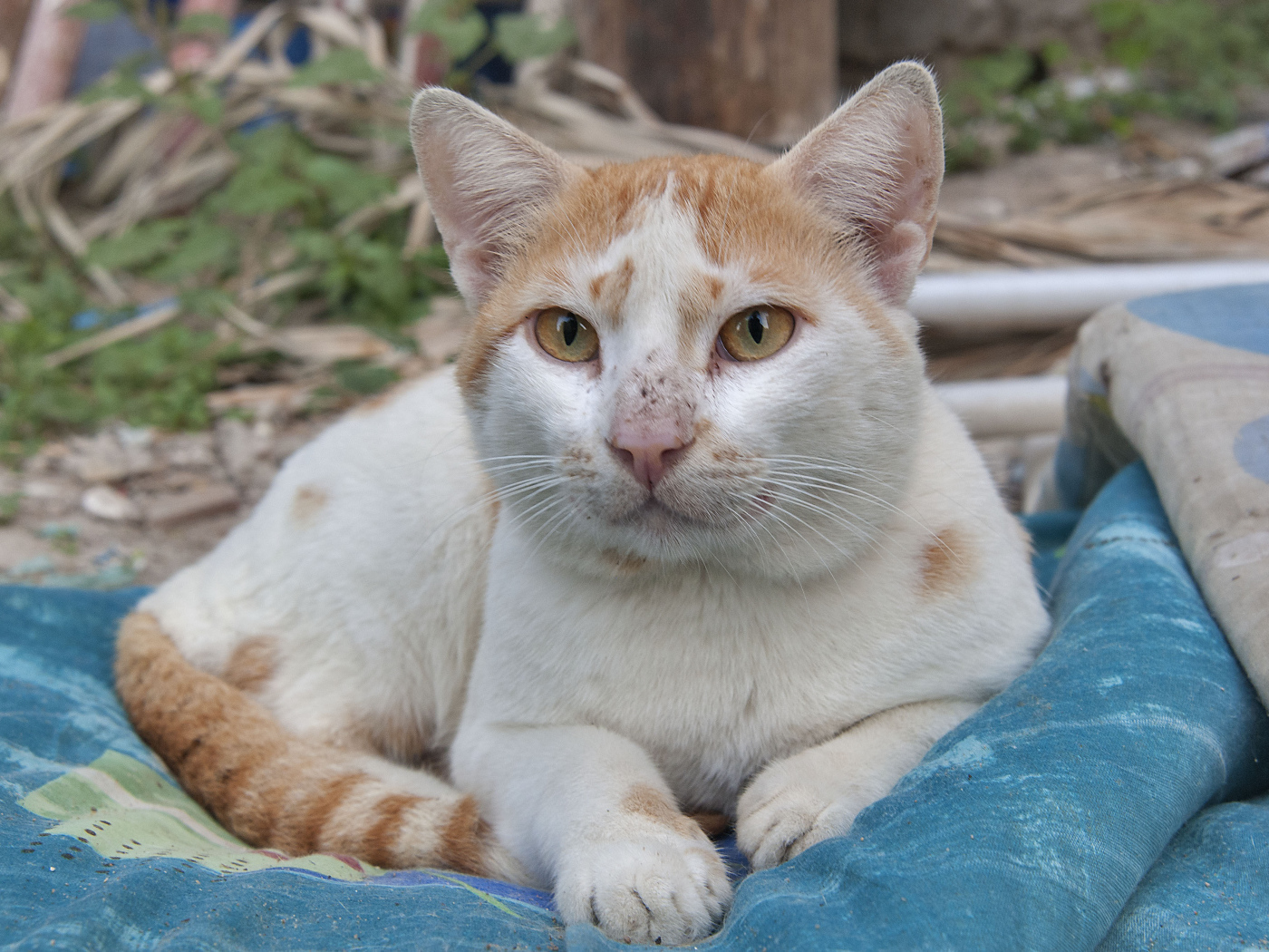 Мордочка кота аравийский мау