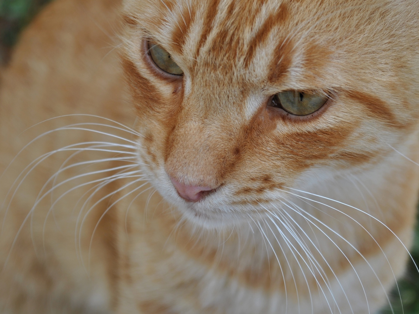 Мордочка курильского бобтейла