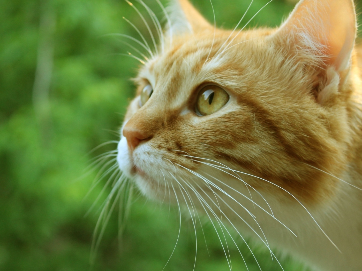 Морда рыжего кота