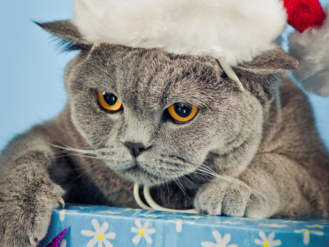 Новогодняя британская короткошерстная кошка