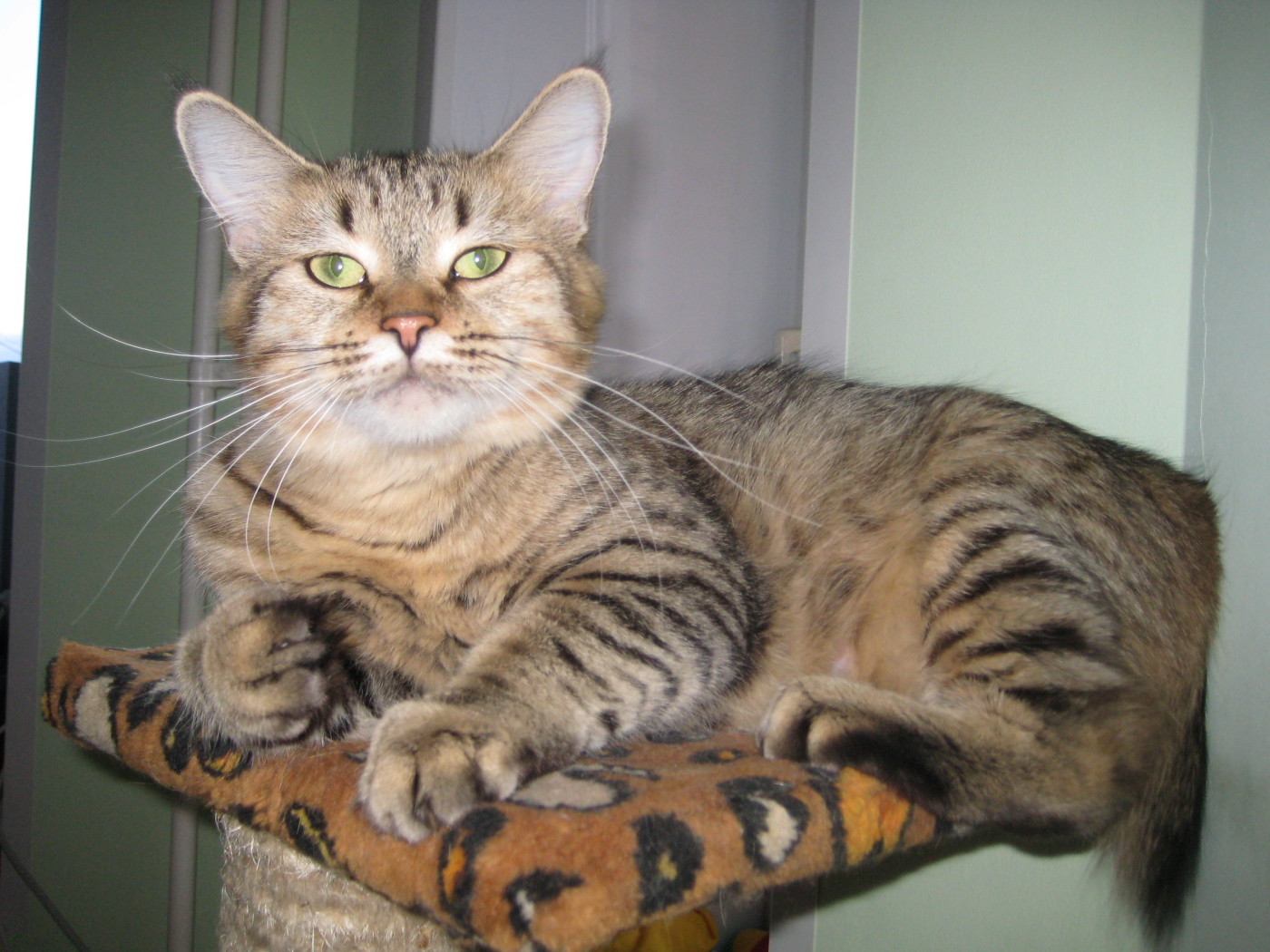 Благородный кот пиксибоб