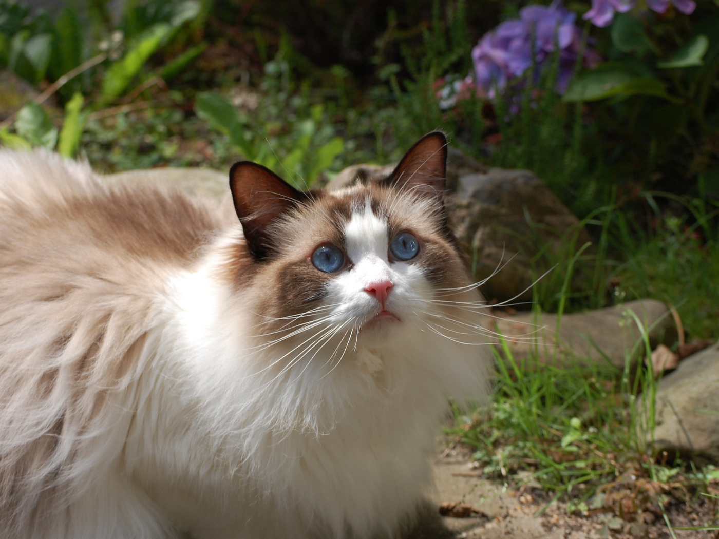 Голубоглазая кошка рэгдолл