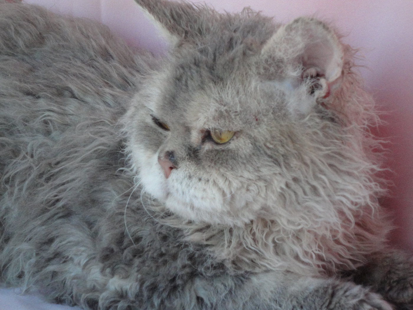 Старый кот селкирк рекс