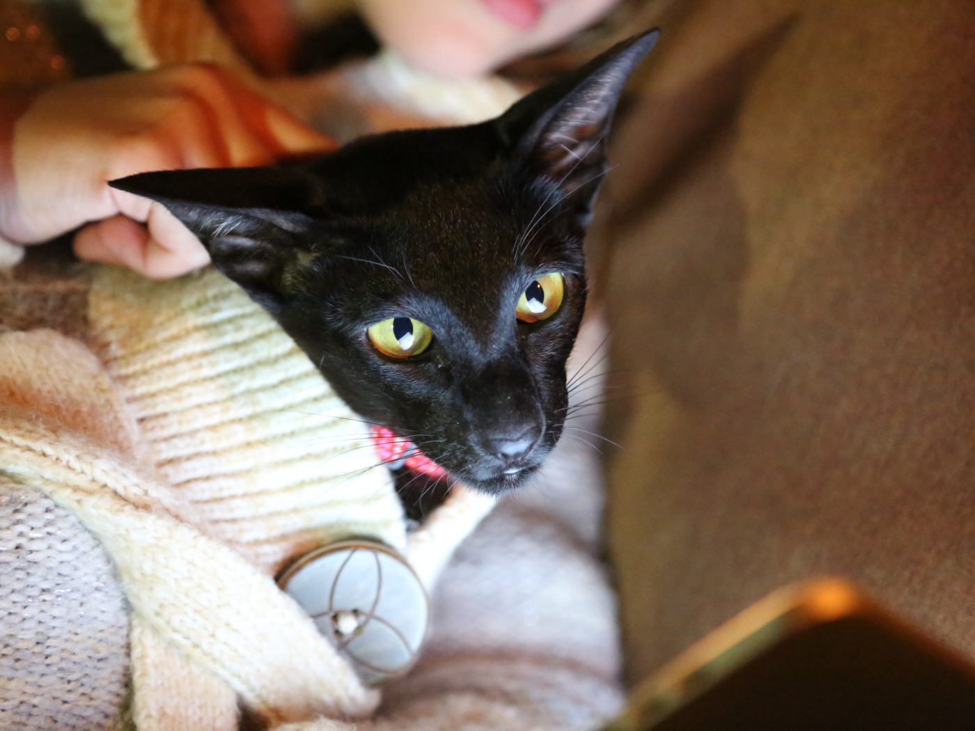 Ориентальная короткошерстная кошка в свитере