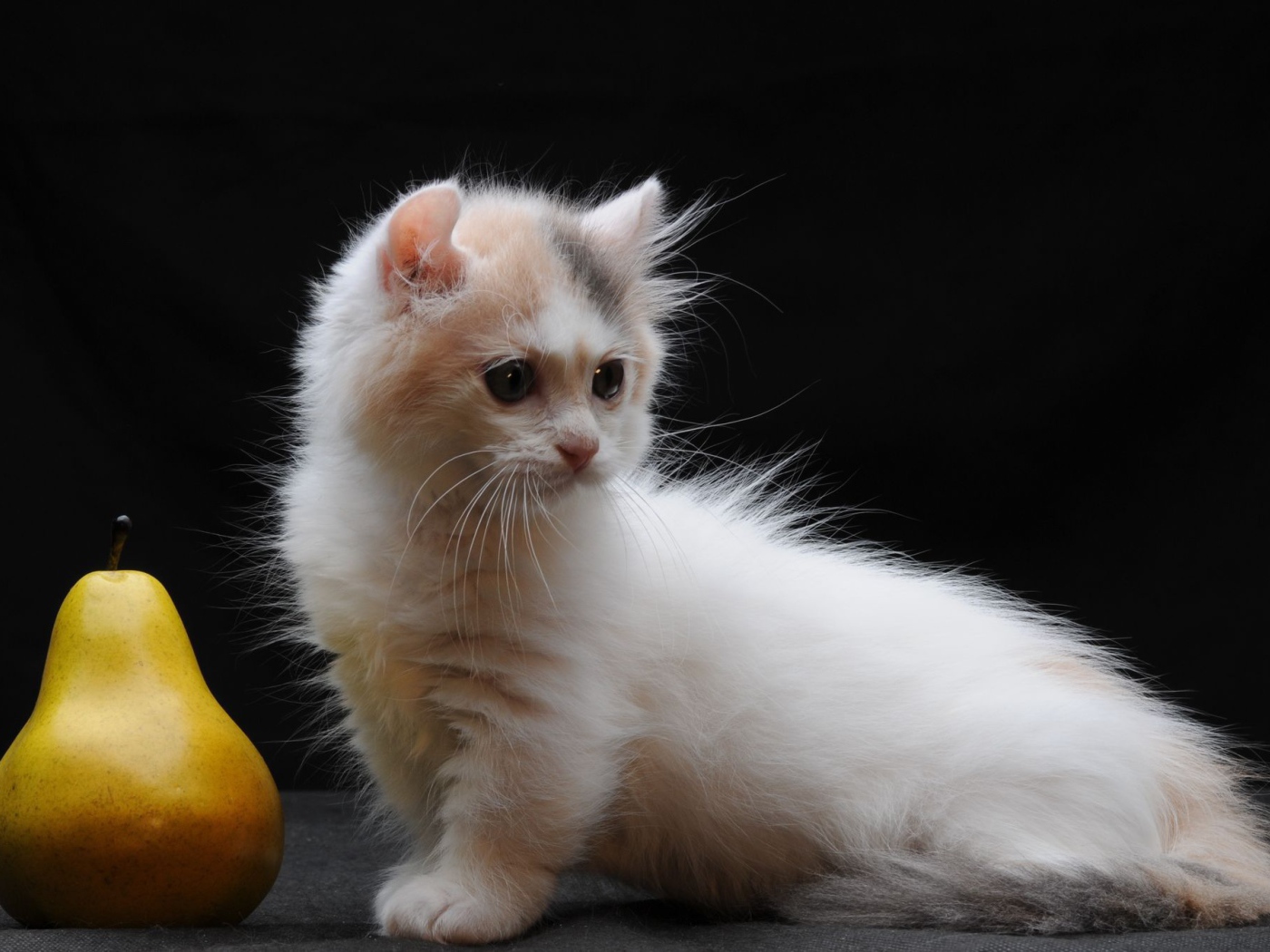 Груша и котенок манчкин