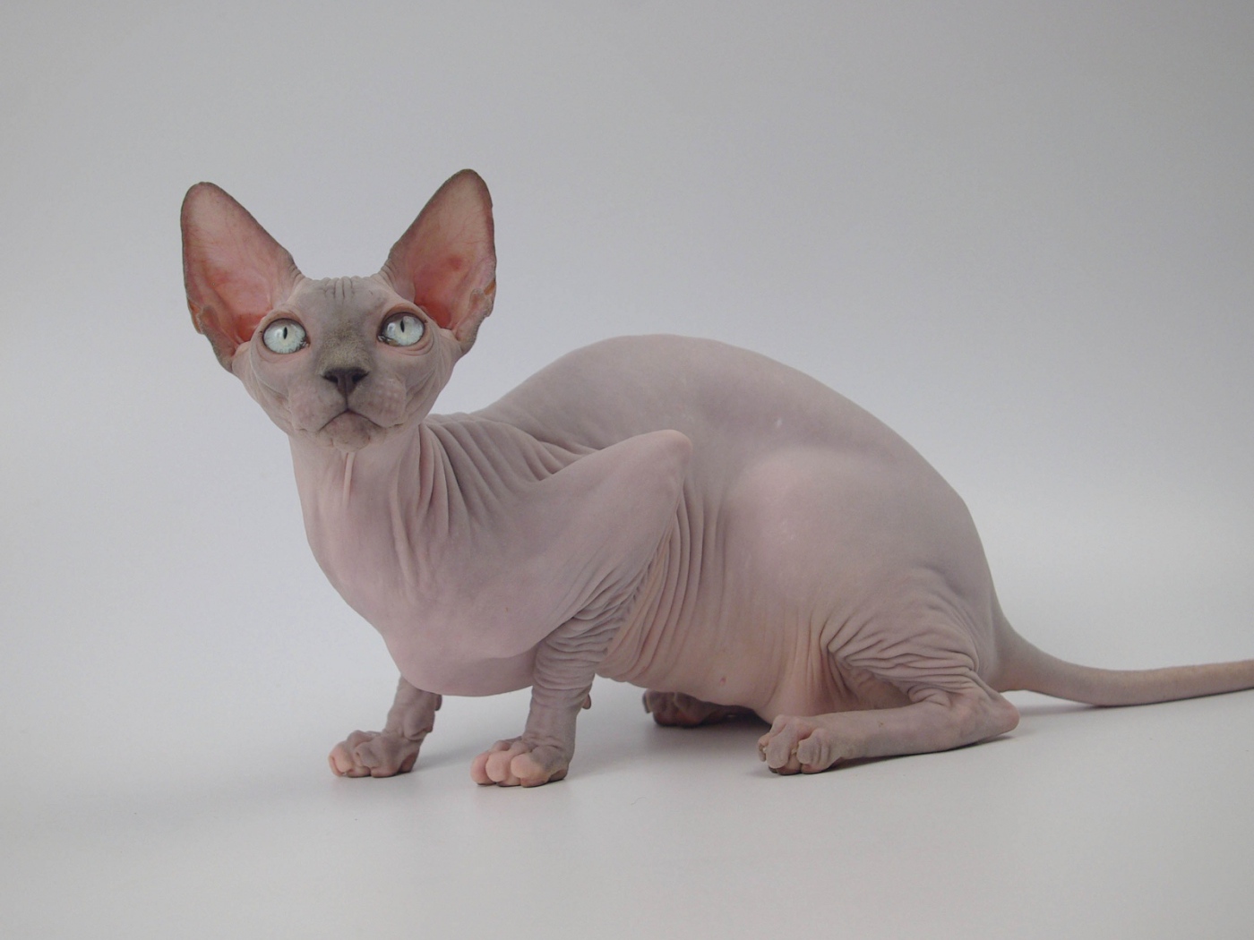 Петербургский сфинкс петерболд