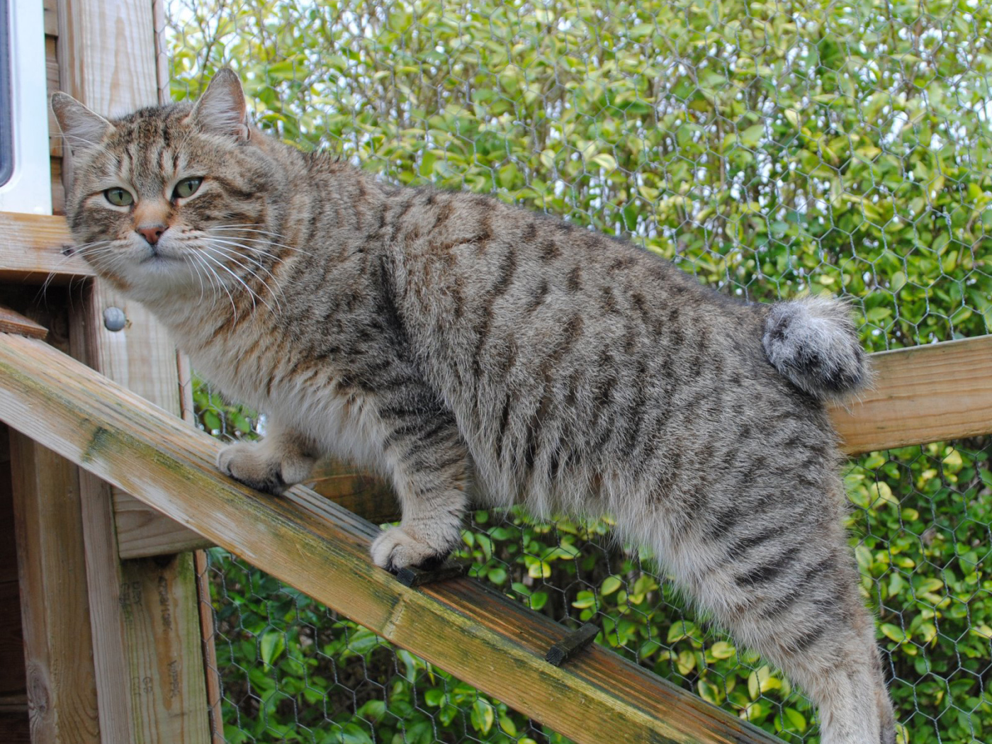 Пиксибоб на природе