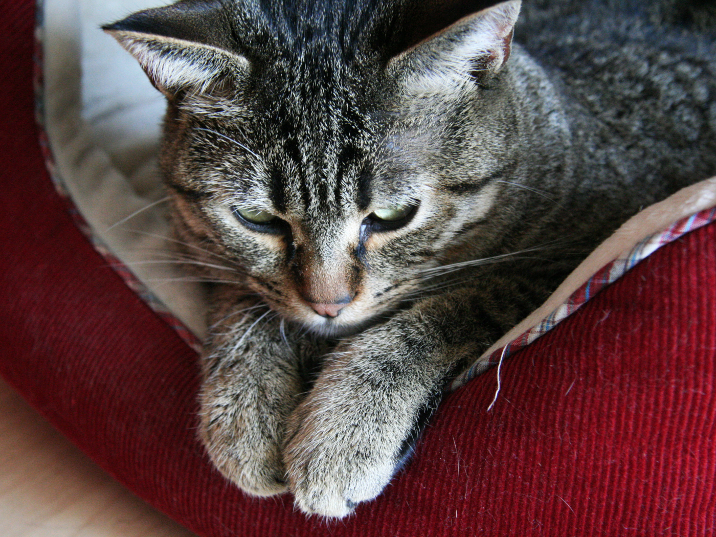 Пиксибоб свесил лапки