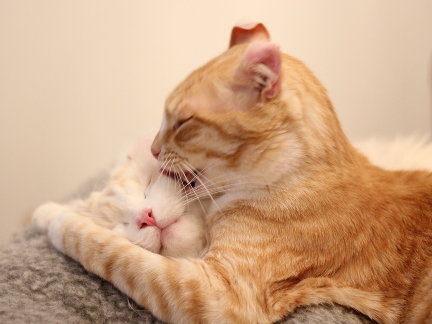 Игривые коты американский керл