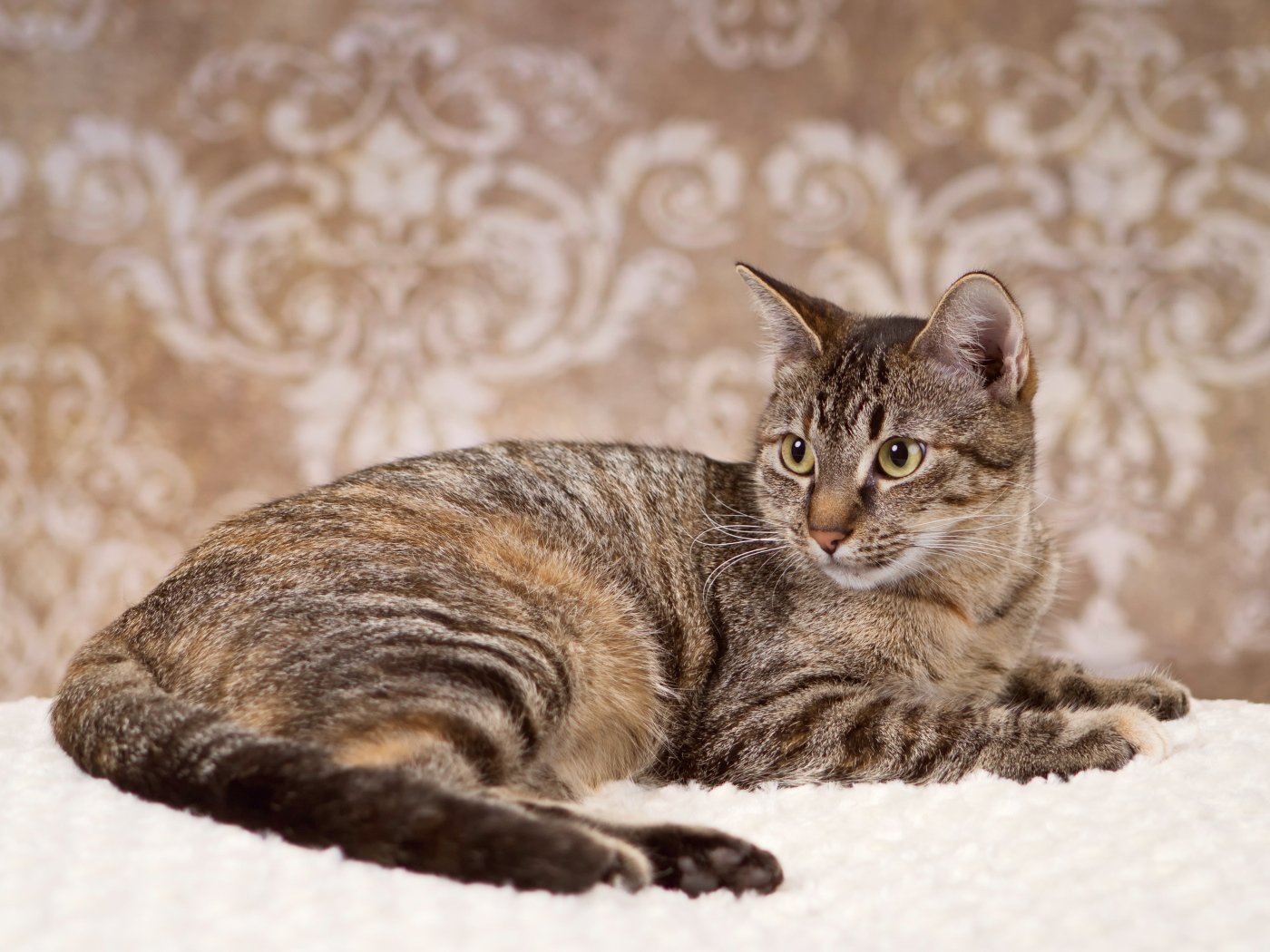 Игривая кошка на ковре