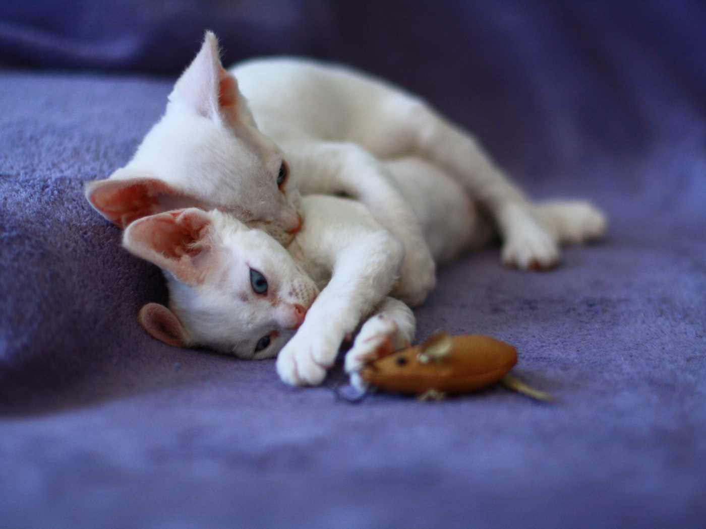 Игривые котята девон-рекс