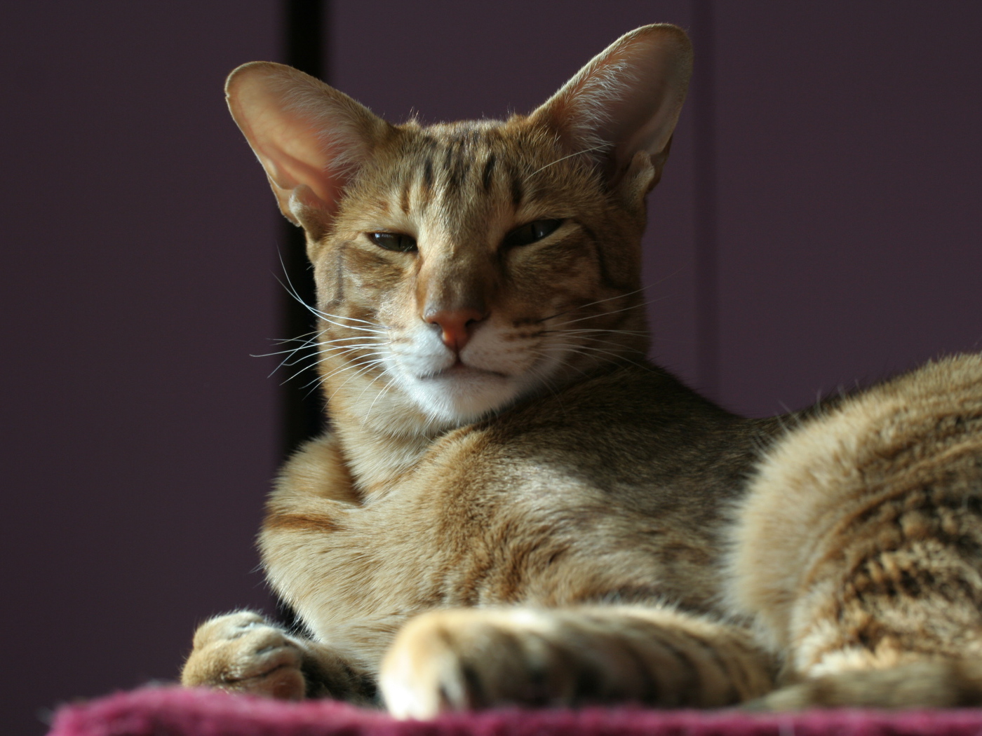 Гордая ориентальная короткошерстная кошка