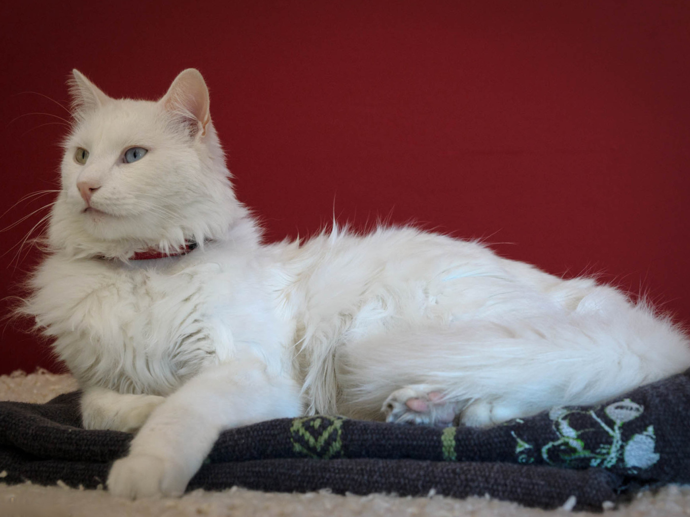 Гордый кот турецкая ангора