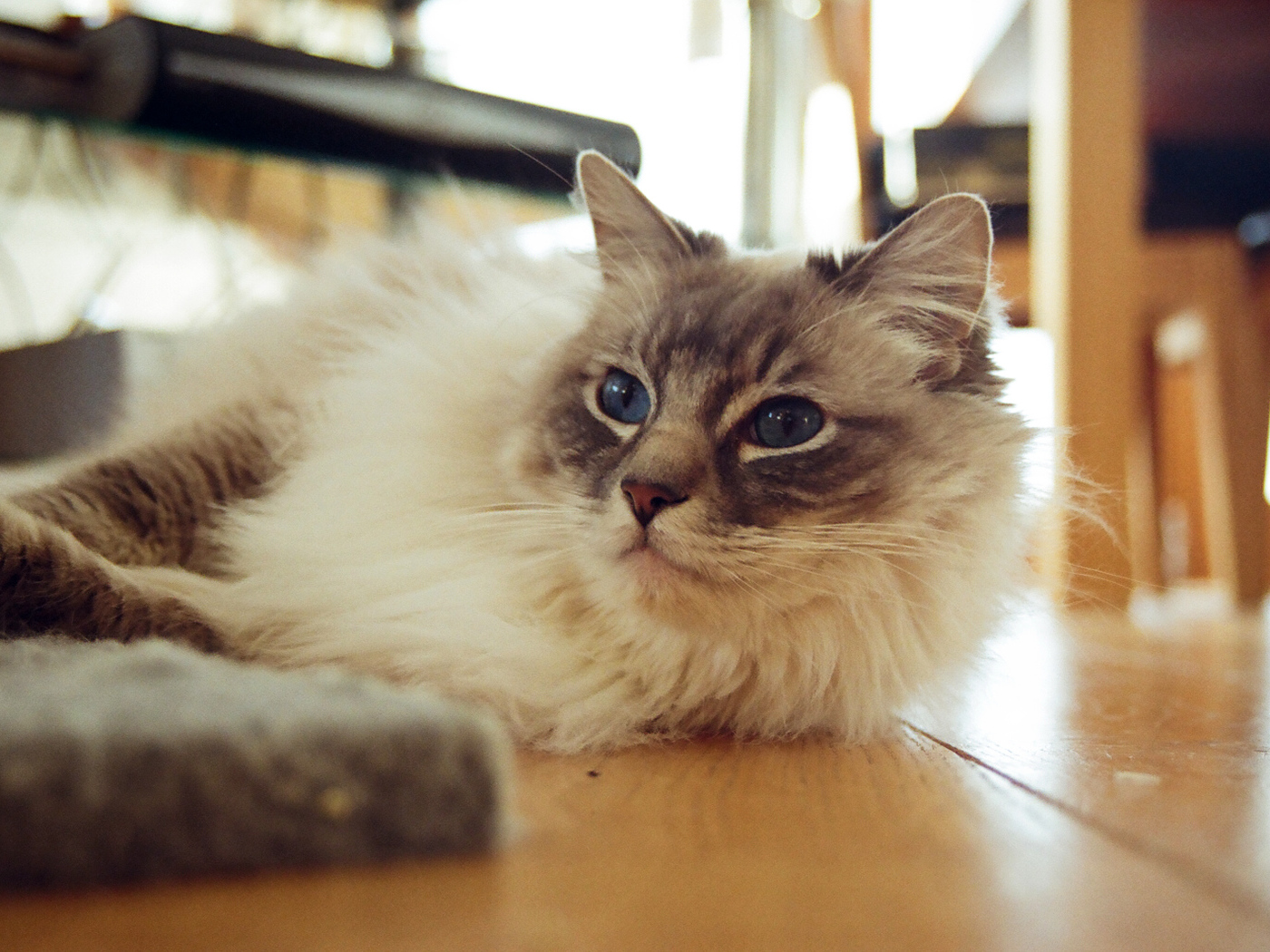 Гордая кошка рэгдолл