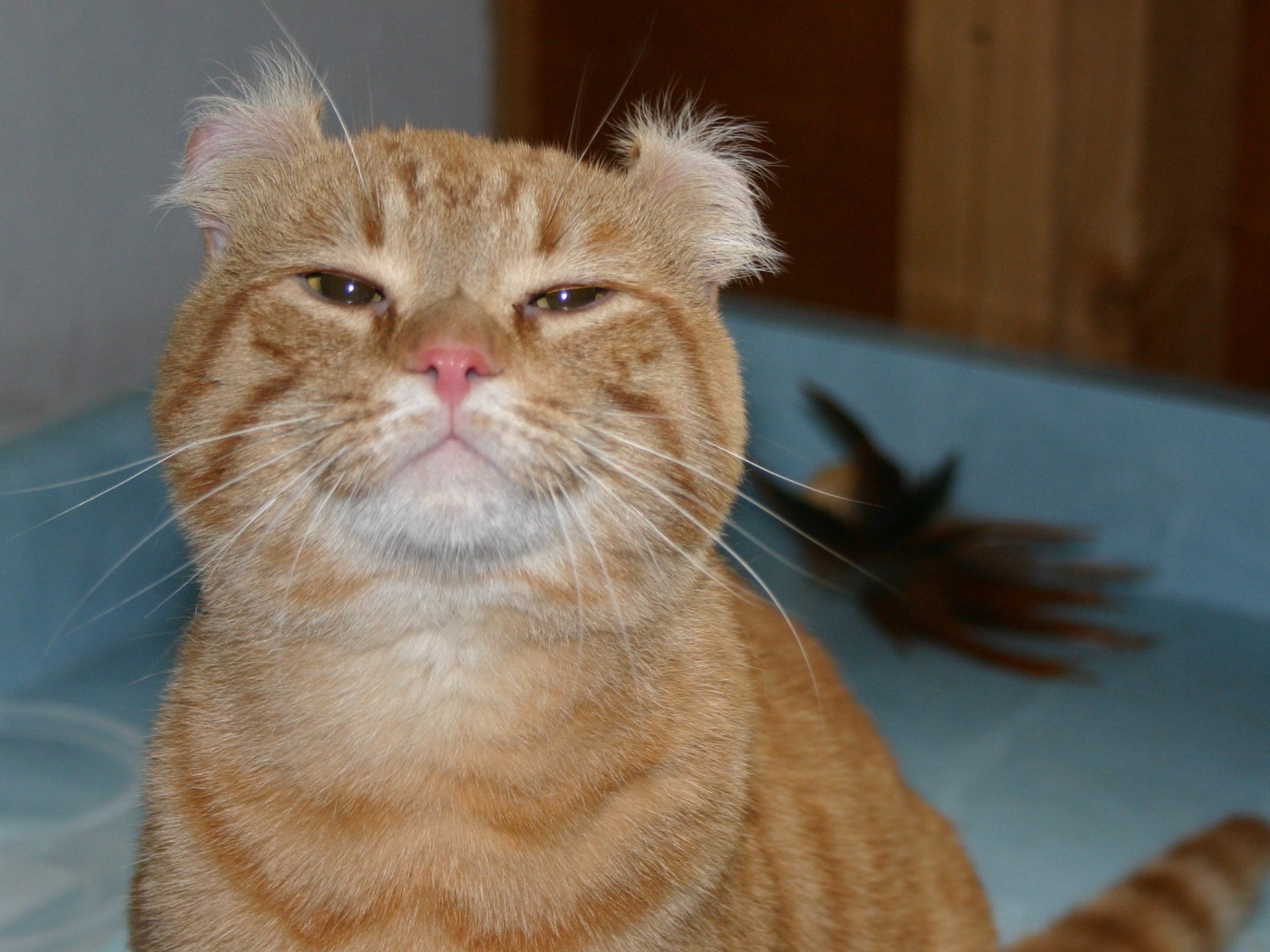 Гордый рыжий американский керл