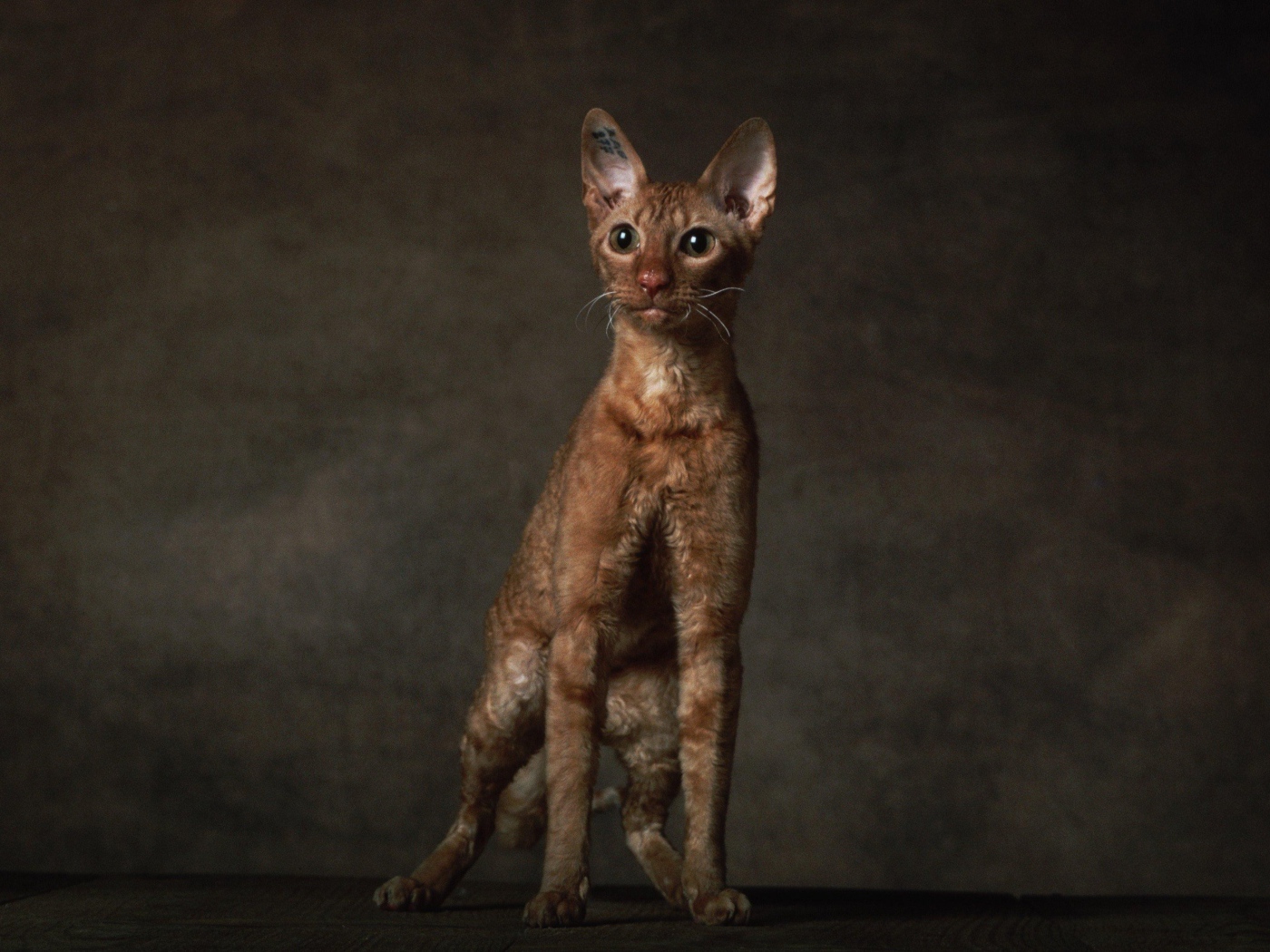 Породистый корниш рекс